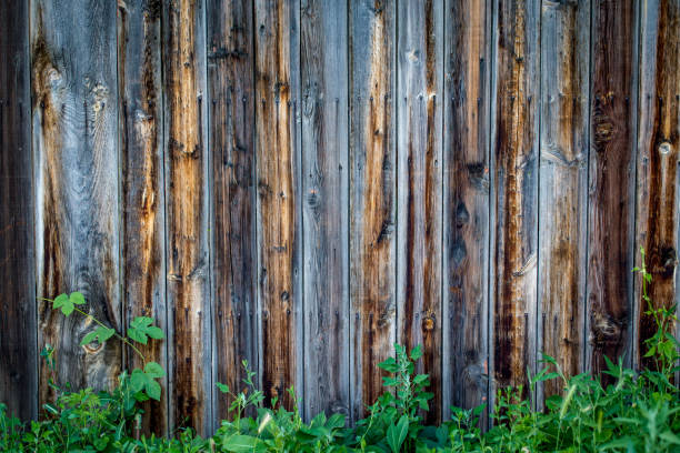 istock Wood texture background, with a green twig. 1157327413