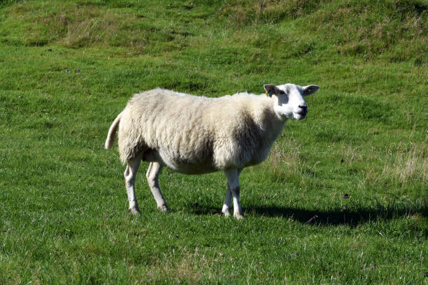 istock The white sheep graze on the green hillside. Sheep breeding in Norway. 1157329995
