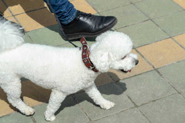 istock White dog - a poodle runs along the sidewalk with its owner. 1157331088