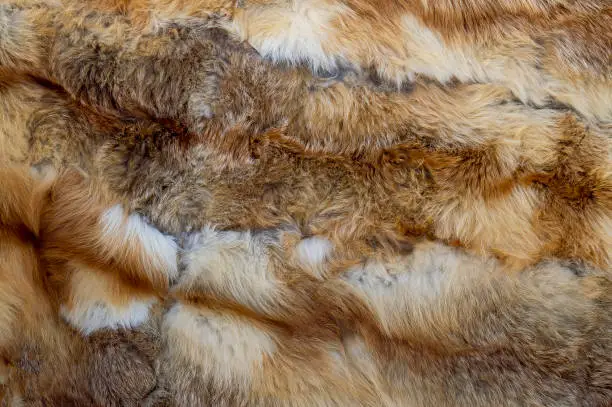 Сanvas of fox fur is brown with white color. Front view