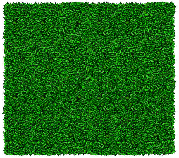 Green grape or ivy wall texture Texture of green wall of grapes or ivy. Vector graphics. Green leaves wall stock illustrations