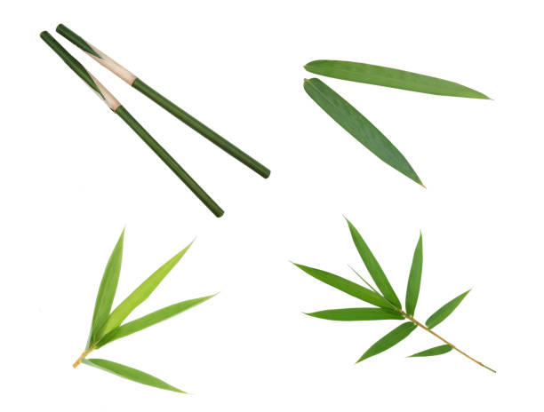 Collection bamboo leaf Bamboo leaf isolated on a white background with clipping path bamboo leaf stock pictures, royalty-free photos & images
