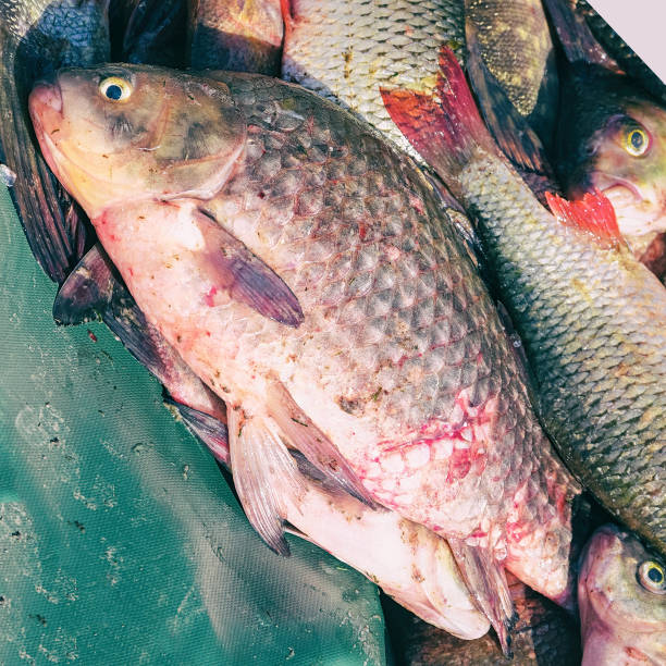 istock Large crucian on a green background 1157333893