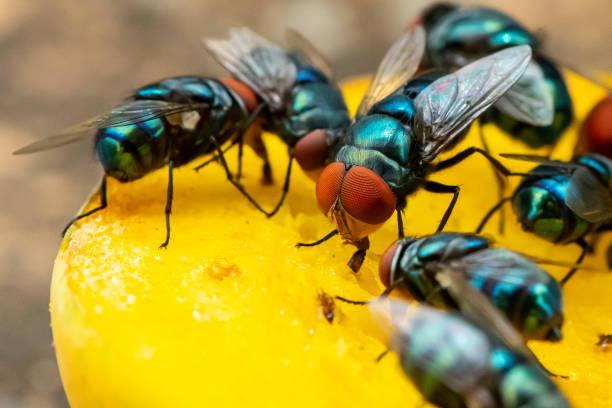 green houseflies feeding on ripe mango using their labellum to suck the meat - fly in imagens e fotografias de stock