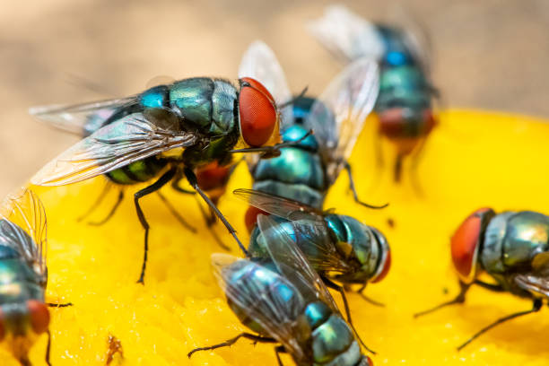 istock Green housefly cleaning its labellum after sucking mango meat 1157334038
