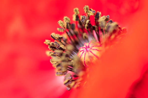 Stamen of red poppy