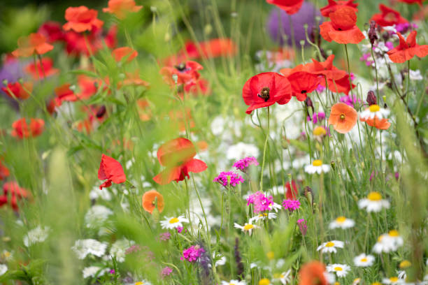 istock Poppy in blossom 1157334153