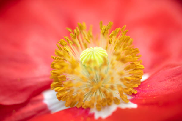 Stamen of red poppy