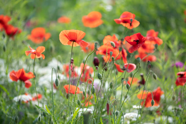 istock Poppy in blossom 1157334175