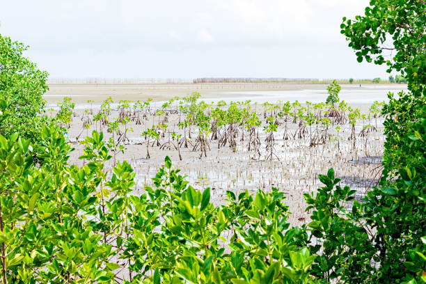 Young mangrove trees planted on the sand beach to restore mangrove forest in Thailand.