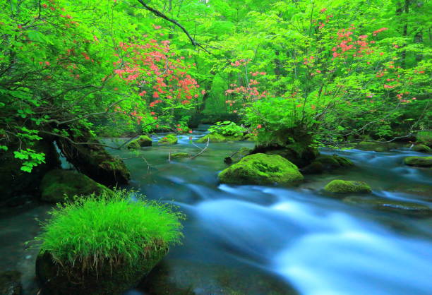 istock Aomori fresh green Oirase mountain stream 1157341180