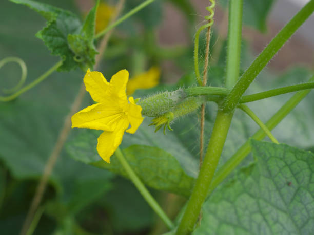 istock small cucumber with flower and tendrils in vegetable bed 1157341639