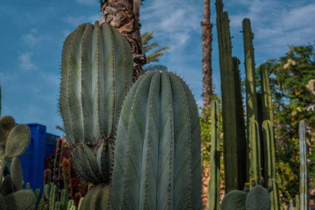 Landscape view of two green cactus in the garden.Sahara, Morocco.