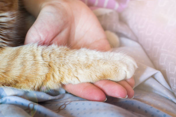 istock Female palm holds a red cat's paw. 1157341794