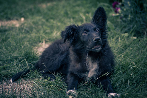 Close up view of a black dog (Croatian sheepdog) playing in the green grass. Croatia.