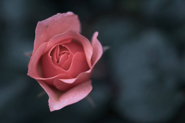 Close up view of a rose flower with a blurred background. Croatia.