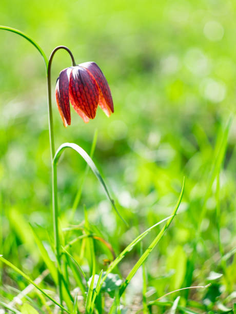 Fritillaria bud in the grass. Flower of Fritillaria in the grass. spring bud selective focus outdoors stock pictures, royalty-free photos & images