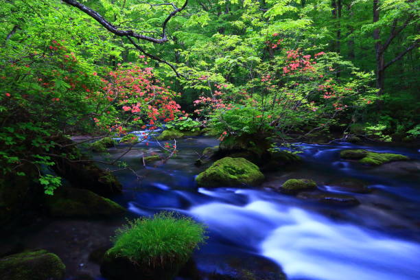 istock Aomori fresh green Oirase mountain stream 1157343771