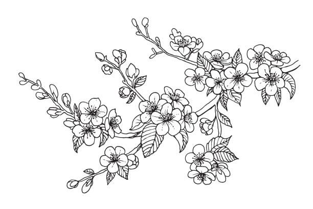 illustrations, cliparts, dessins animés et icônes de branchement de cerise de floraison, illustration de vecteur. croquis de ligne d'isolement de sakura sur le fond blanc. - arbre en fleurs illustrations