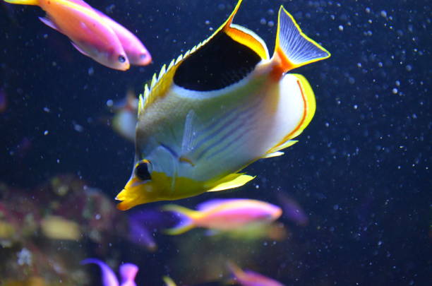 istock Tropical fish in aquarium, Berlin 1157345387