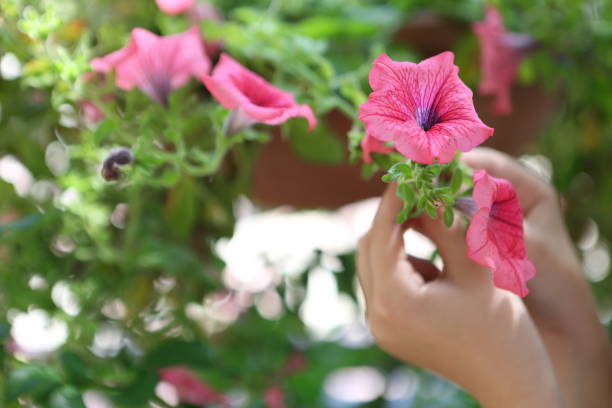 istock Children's hands hold flowers 1157345419