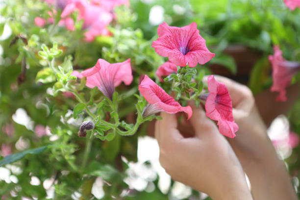 istock Children's hands hold flowers 1157345425
