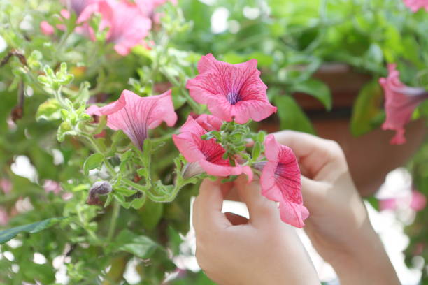 istock Children's hands hold flowers 1157345447
