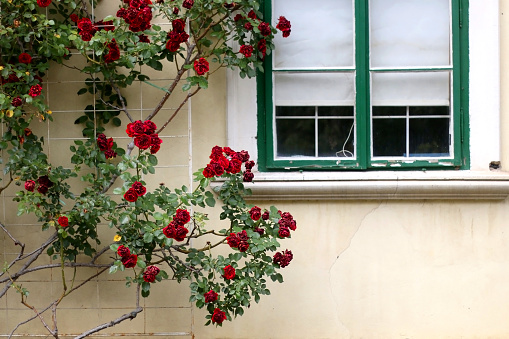 Red roses by the rustic green window.