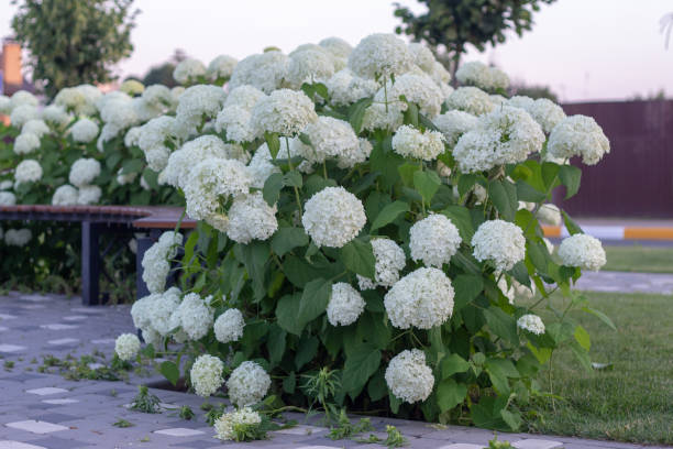istock White hydrangea blooming in the evening summer garden 1157346437