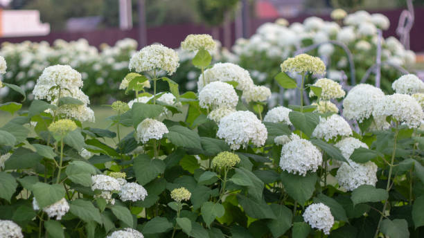 istock White hydrangea blooming in the evening summer garden 1157346443