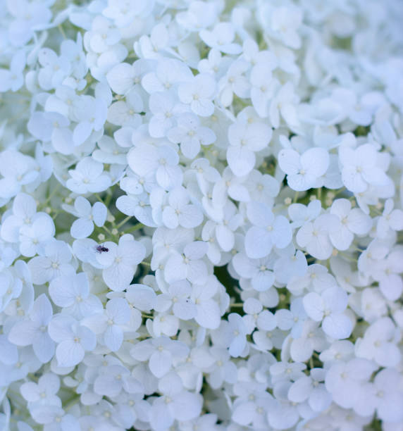 istock White hydrangea blooming in the evening summer garden 1157346444