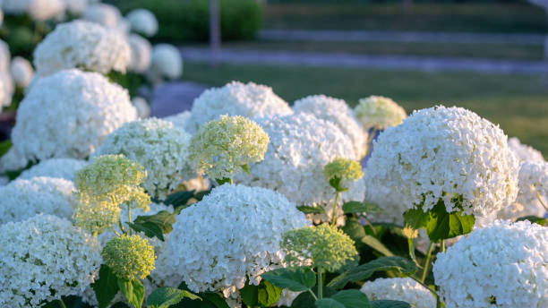 istock White hydrangea blooming in the evening summer garden 1157346462