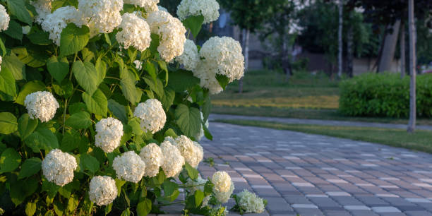 istock White hydrangea blooming in the evening summer garden 1157346500
