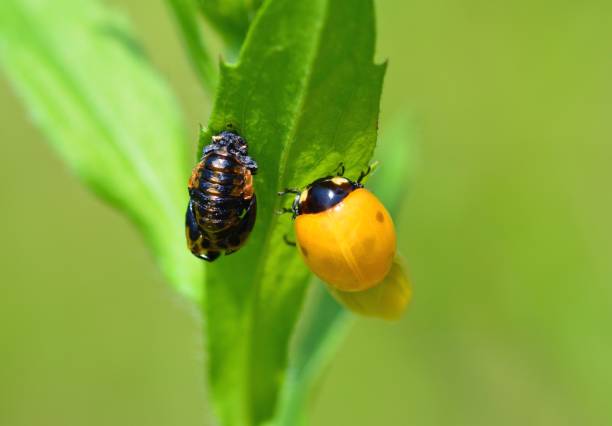 ladybug on green leaves, North China