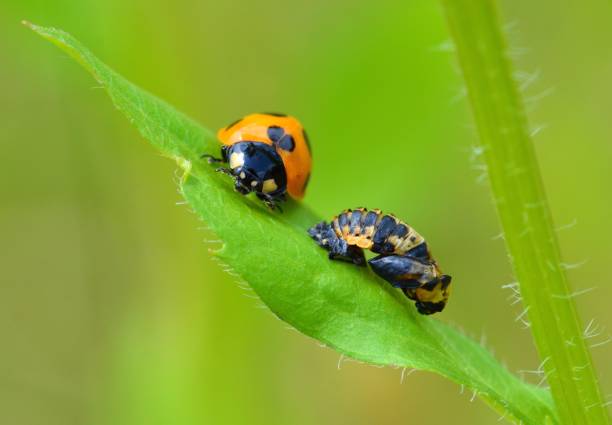 istock Emergence of ladybird 1157346647