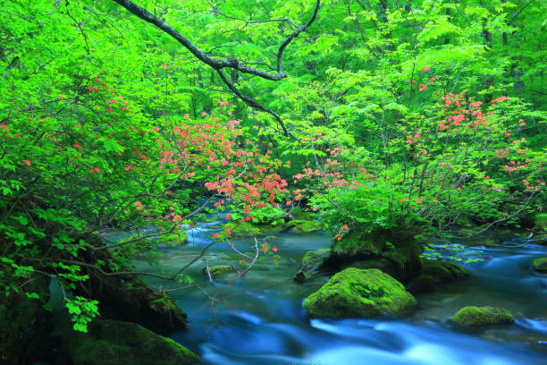 istock Aomori fresh green Oirase mountain stream 1157346684