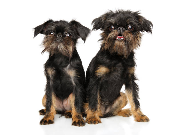 istock Brussels Griffon puppies sitting together 1157346891