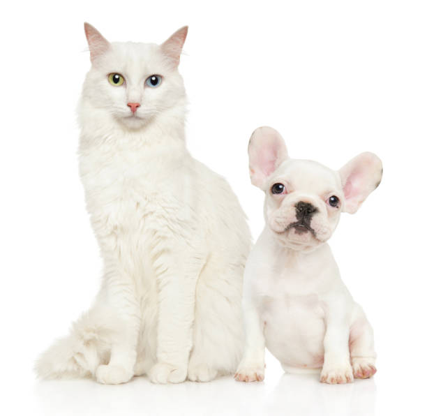 istock Cat and dog together sits on white background 1157346914