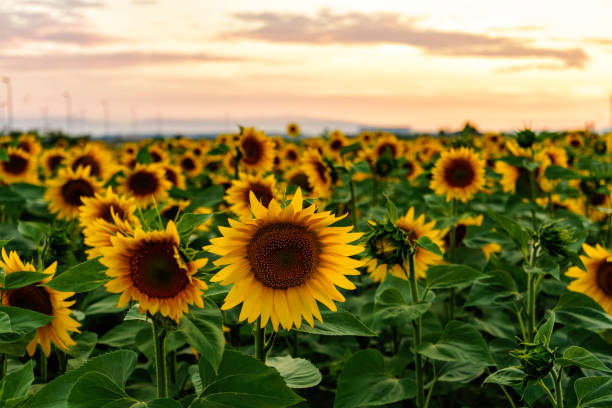 istock Sunflowers at sunset 1157348805
