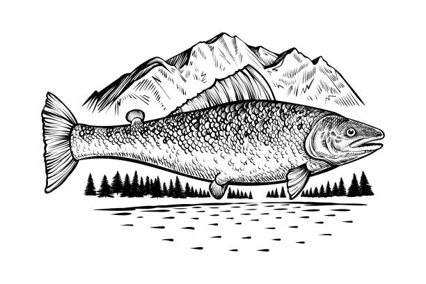 lachsfische in freier natur. vektor gravur stil zeichnung. - catch of fish sport black and white activity stock-grafiken, -clipart, -cartoons und -symbole