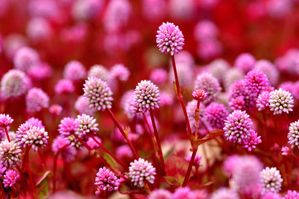 Persicaria capitata is native to Asia and is commonly called pink knotweed, smartweed, Japanese knotweed, jump seed and fleece flower. Persicaria capitata is a perennial groundcover with an infinite spread. It has a dense mat-forming habit spreading by creeping stems. Primary bloom period is late summer to fall with pink flowers gradually fading into white color. The plant is harvested from the wild for local use as a medicine - it has proved very effective in treating urinary tract infections and is widely used in China. It is often cultivated as an ornamental.