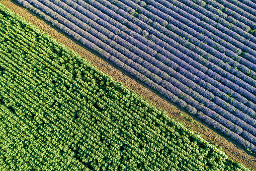 Drone flight of an Organic Lavender Farm on a Brightly Lit Day.