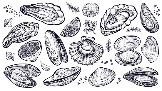 Shellfish seafood, vector hand drawn set. Different kinds of eatable mollusks. Oysters, mussels, scallop and other.