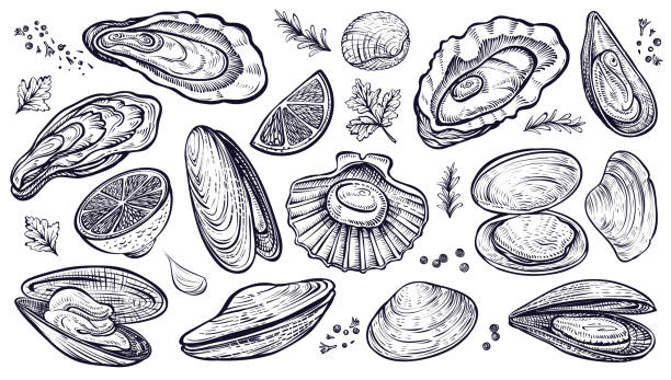 Shellfish seafood, vector hand drawn set. Oysters, mussels, scallop and other. Shellfish seafood, vector hand drawn set. Different kinds of eatable mollusks. Oysters, mussels, scallop and other. collection clam stock illustrations