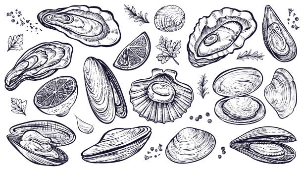 Shellfish seafood, vector hand drawn set. Oysters, mussels, scallop and other. Shellfish seafood, vector hand drawn set. Different kinds of eatable mollusks. Oysters, mussels, scallop and other. barnacle stock illustrations