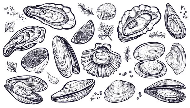 Vector illustration of Shellfish seafood, vector hand drawn set. Oysters, mussels, scallop and other.
