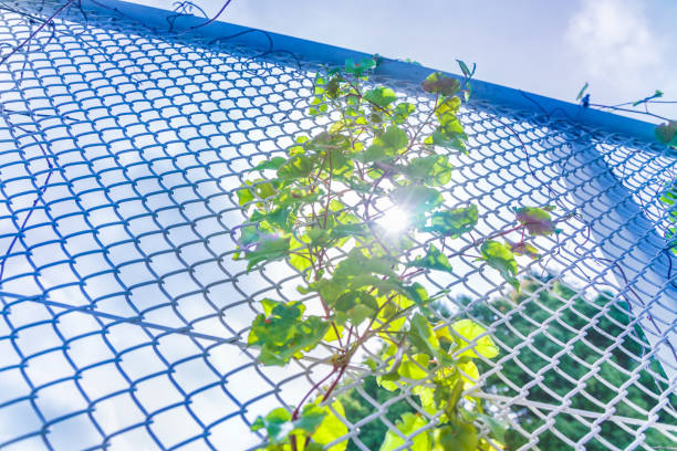 istock Fresh green leaves tangled in a fence 1157352008