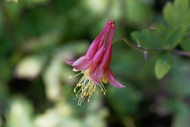istock Canada columbine, Aquilegia canadensis 1157352375
