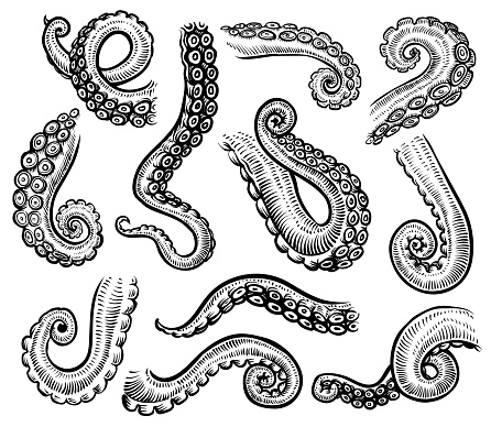 Tentacles of octopus, vector hand drawn collection of illustrations. Black and white engraving style drawings. Tentacle straight and with rings in different angles.