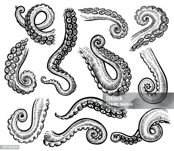 Tentacles Of Octopus Vector Hand Drawn Collection Of Engraving Illustrations Stock Illustration - Download Image Now